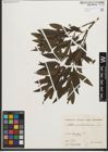 Foto von Salix purpurea L.